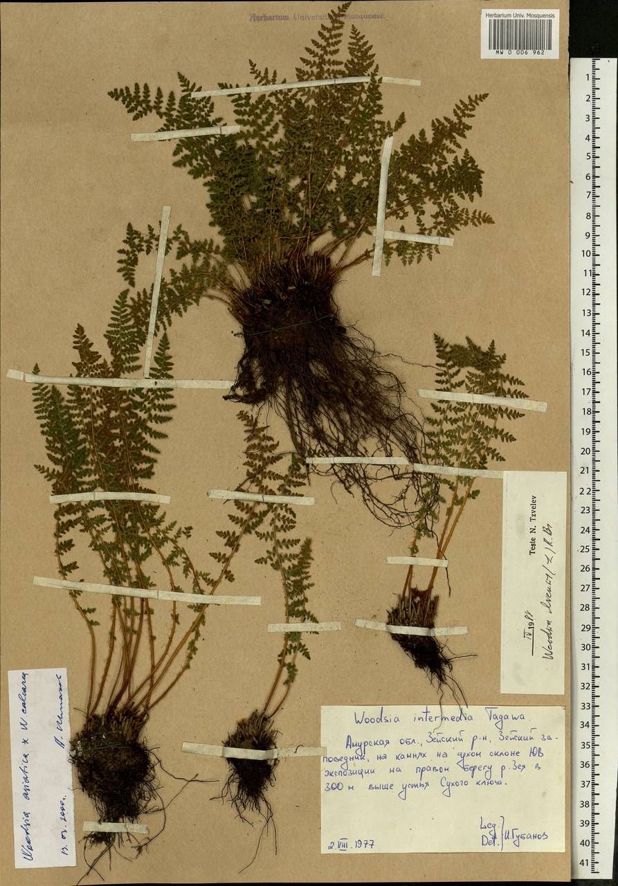 Woodsia asiatica × calcarea, Siberia, Russian Far East (S6) (Russia)