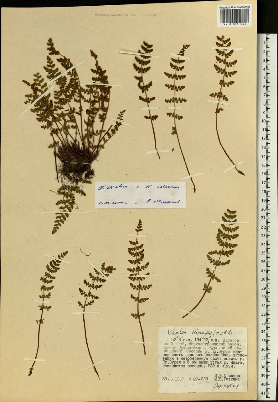 Woodsia asiatica × calcarea, Siberia, Russian Far East (S6) (Russia)