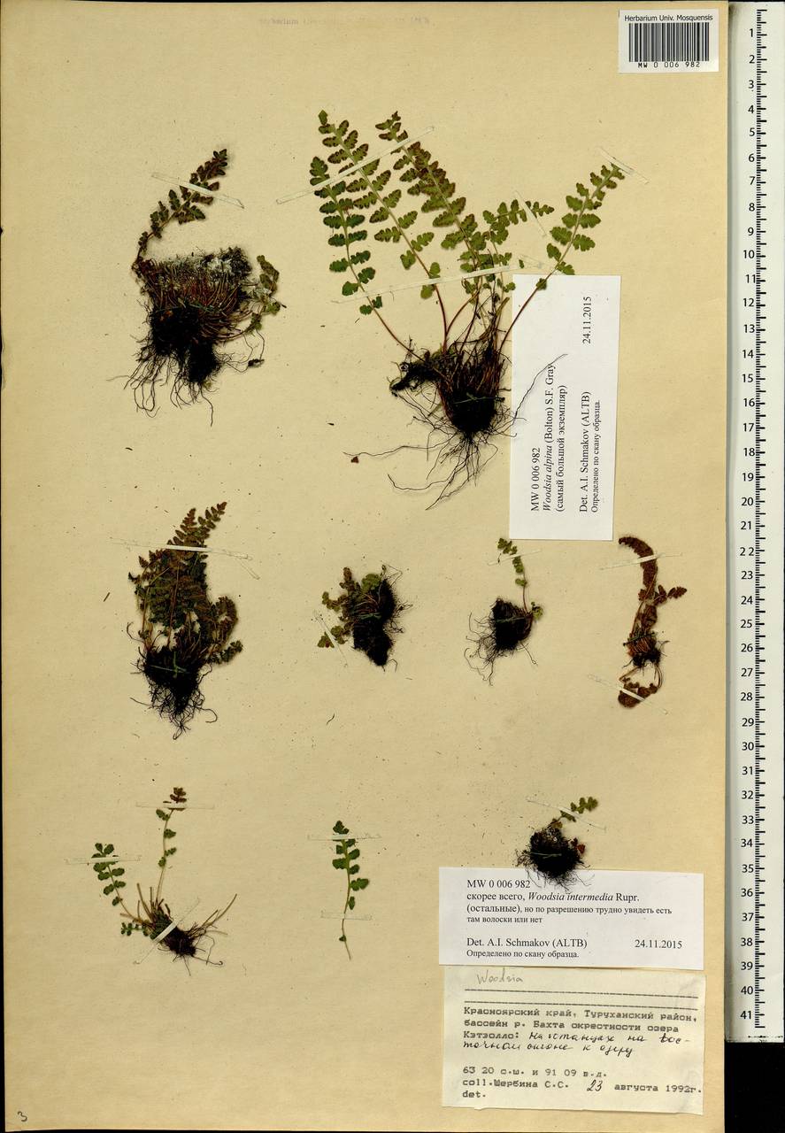 Woodsia alpina (Bolton) Gray, Siberia, Central Siberia (S3) (Russia)