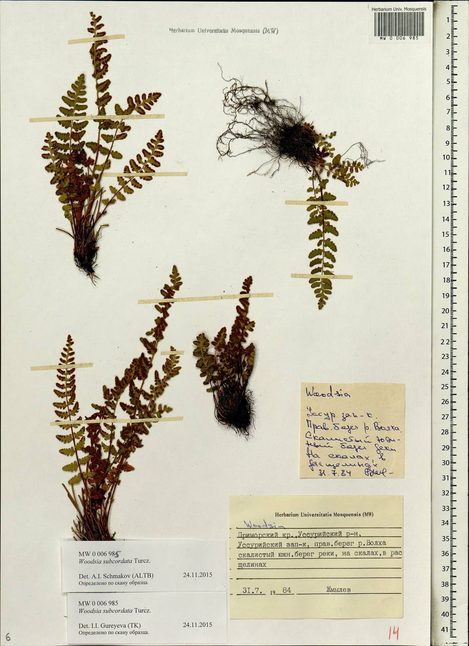 Woodsia subcordata Turcz., Siberia, Russian Far East (S6) (Russia)