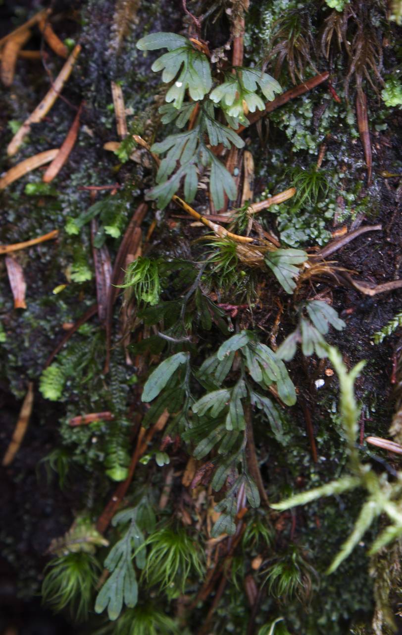 Hymenophyllum wrightii Bosch, Siberia, Russian Far East (S6) (Russia)