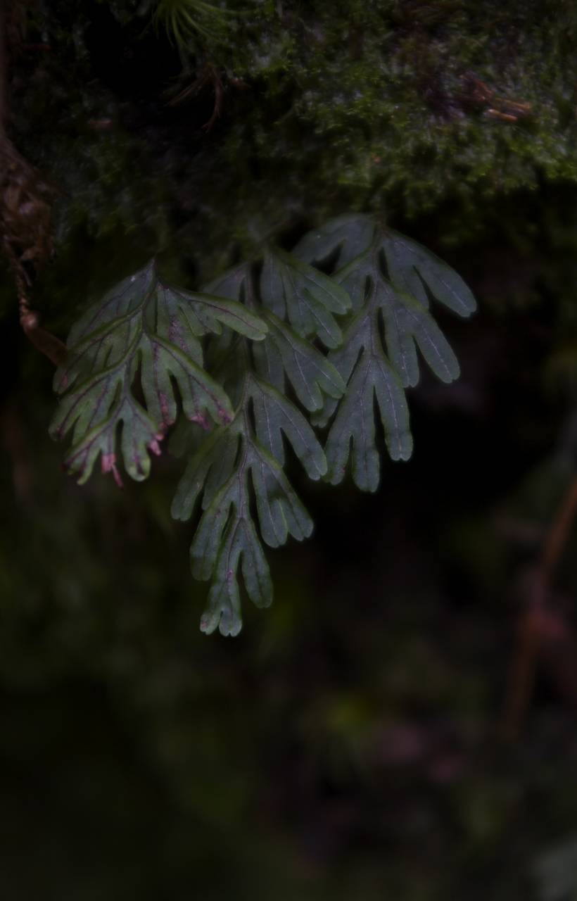 Hymenophyllum wrightii Bosch, Siberia, Russian Far East (S6) (Russia)