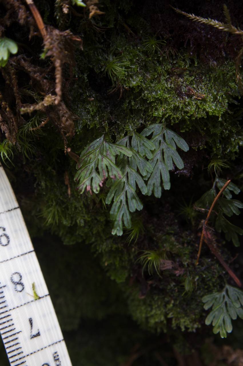 Hymenophyllum wrightii Bosch, Siberia, Russian Far East (S6) (Russia)