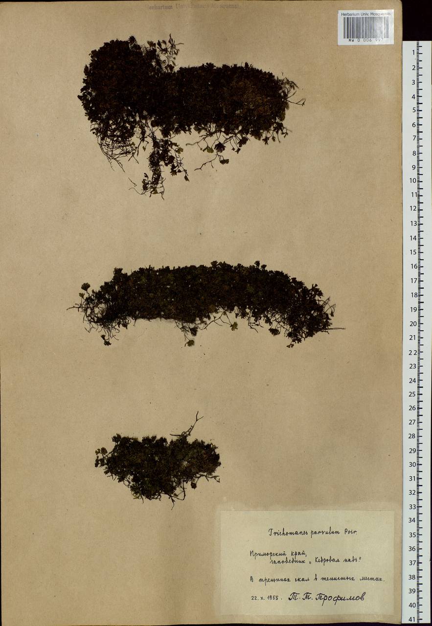 Crepidomanes parvulum (Poir.) Nivart, Senterre & Dubuisson, Siberia, Russian Far East (S6) (Russia)