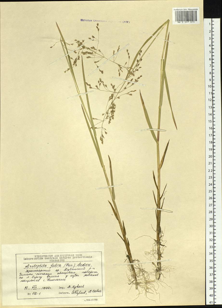 Dupontia fulva (Trin.) Röser & Tkach, Siberia, Central Siberia (S3) (Russia)