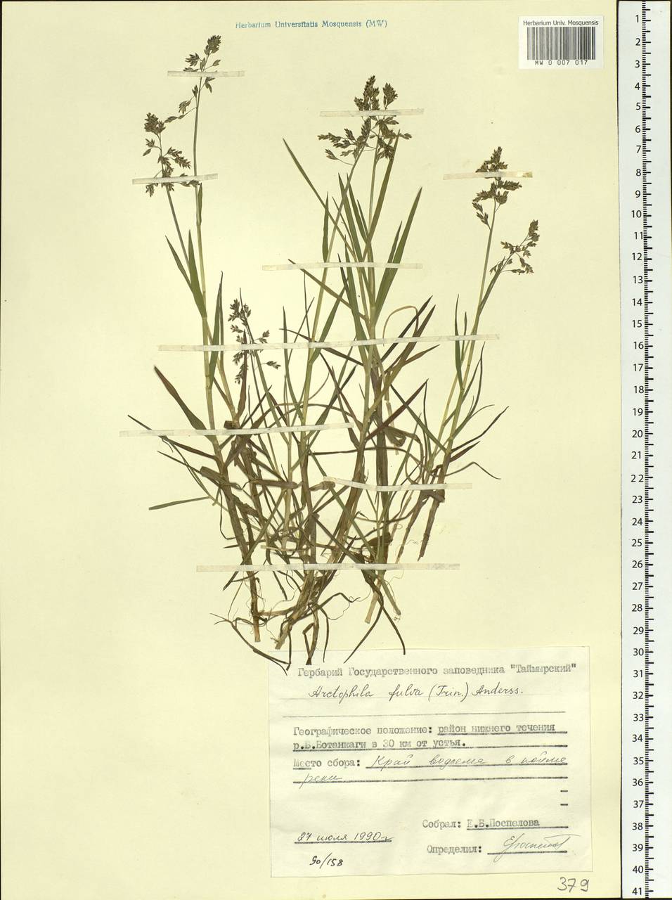 Dupontia fulva (Trin.) Röser & Tkach, Siberia, Central Siberia (S3) (Russia)