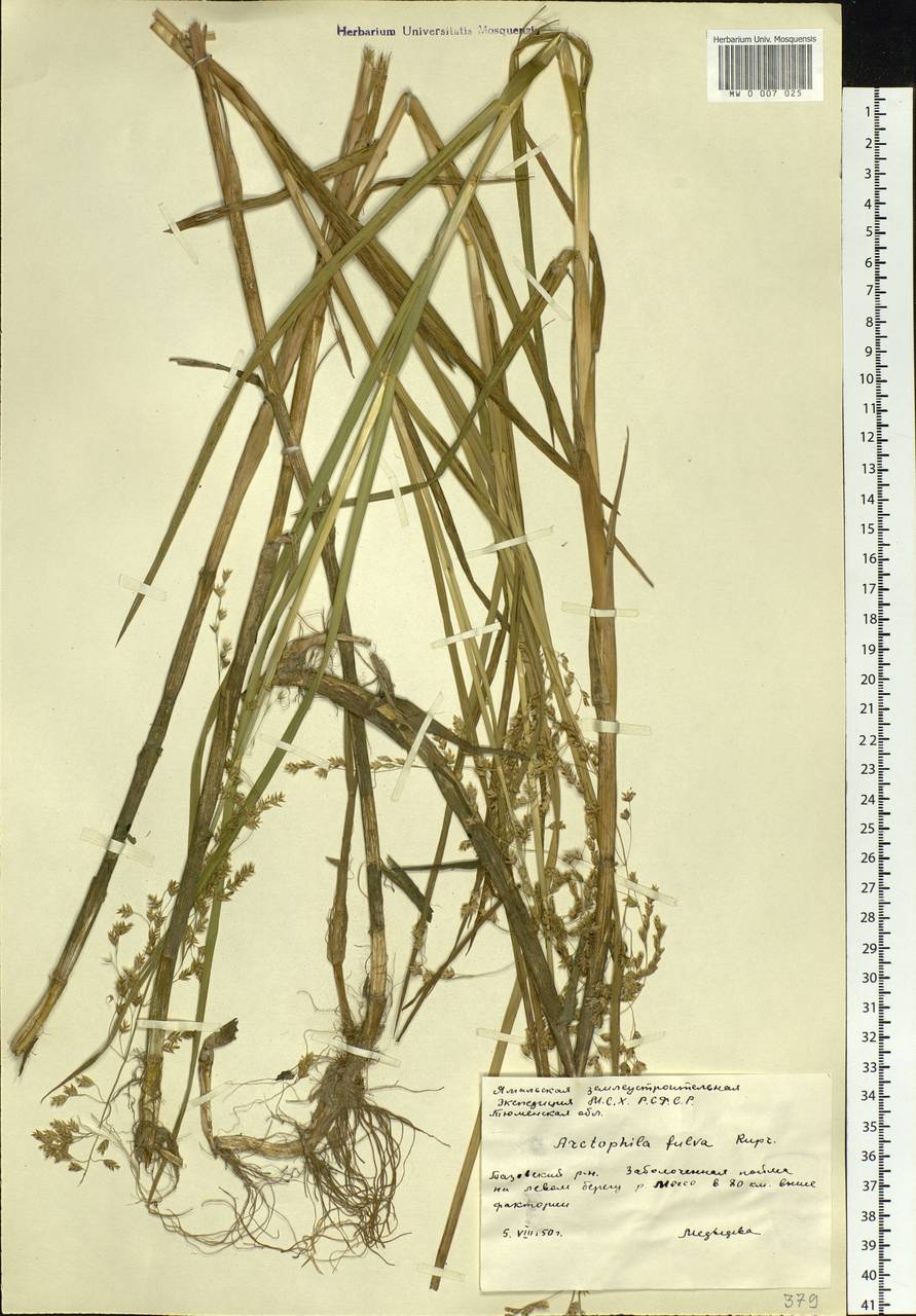 Dupontia fulva (Trin.) Röser & Tkach, Siberia, Western Siberia (S1) (Russia)