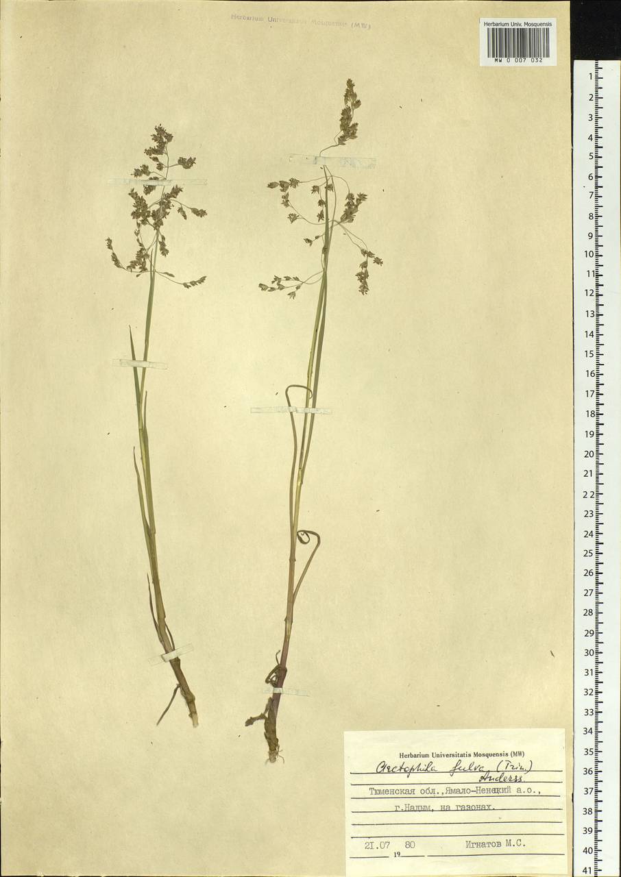 Dupontia fulva (Trin.) Röser & Tkach, Siberia, Western Siberia (S1) (Russia)