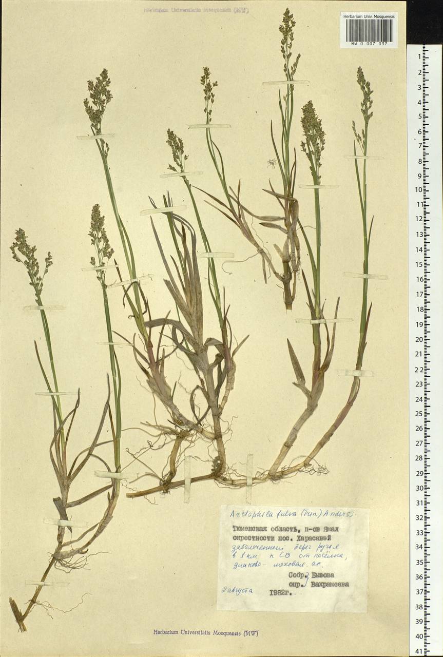 Dupontia fulva (Trin.) Röser & Tkach, Siberia, Western Siberia (S1) (Russia)