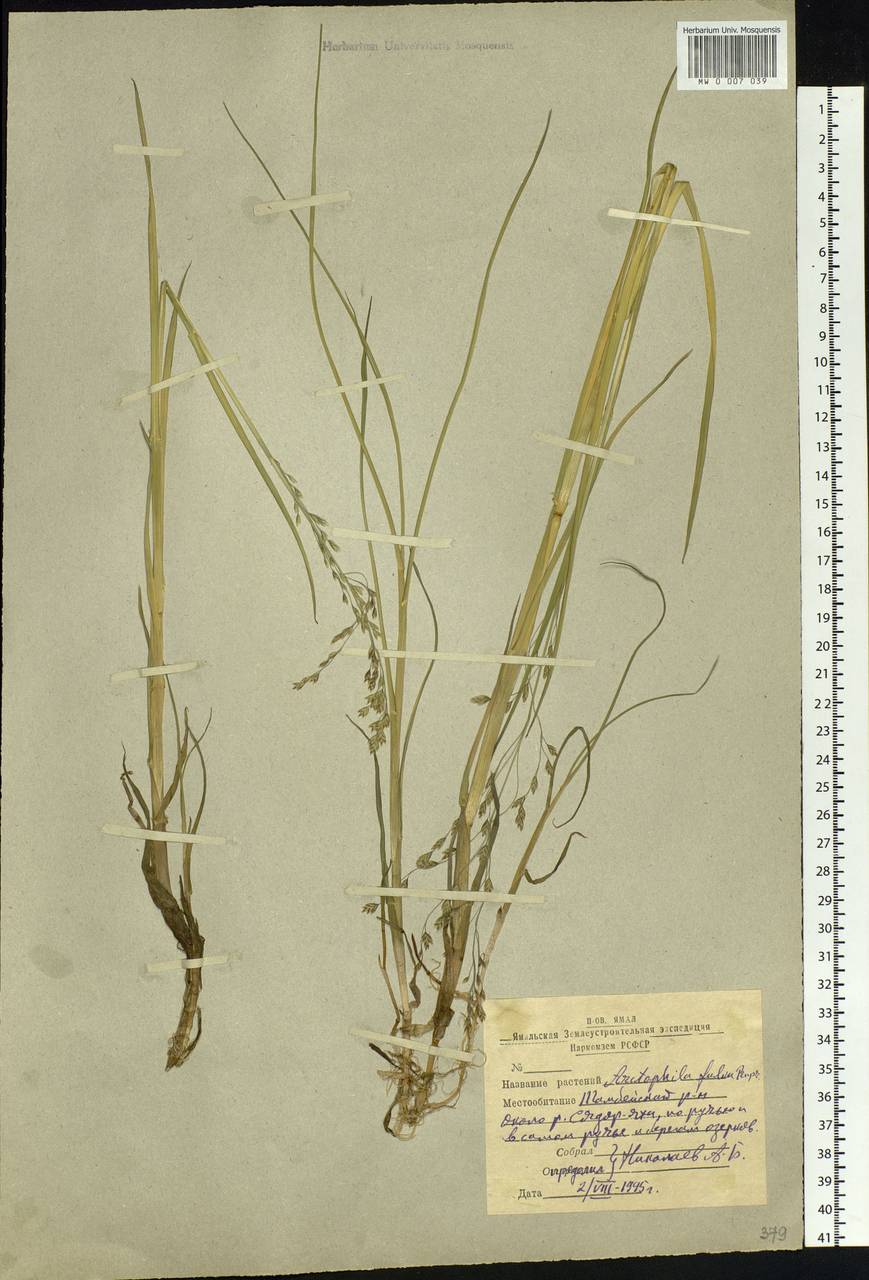 Dupontia fulva (Trin.) Röser & Tkach, Siberia, Western Siberia (S1) (Russia)