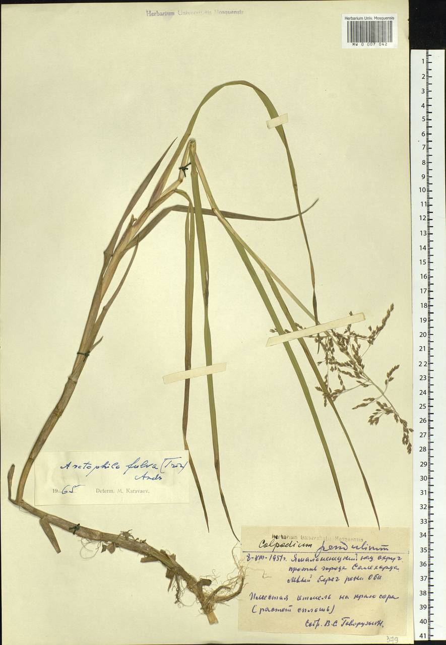 Dupontia fulva (Trin.) Röser & Tkach, Siberia, Western Siberia (S1) (Russia)