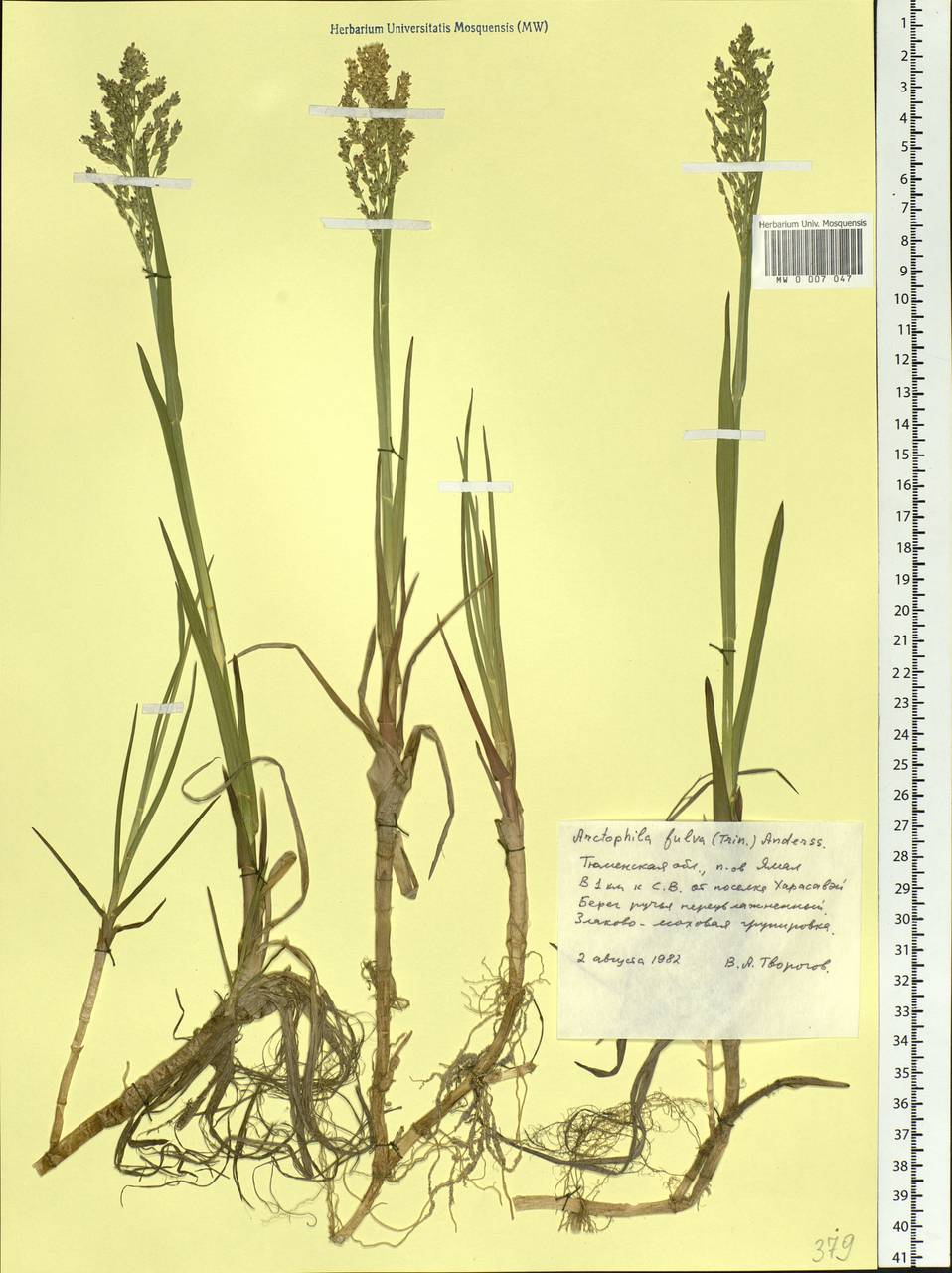 Dupontia fulva (Trin.) Röser & Tkach, Siberia, Western Siberia (S1) (Russia)