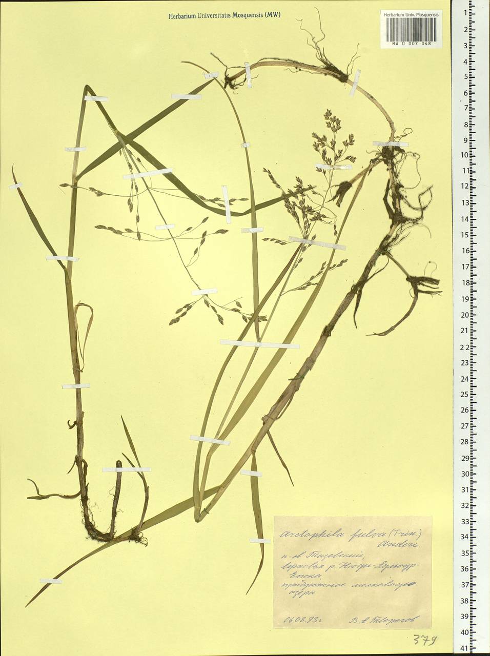 Dupontia fulva (Trin.) Röser & Tkach, Siberia, Western Siberia (S1) (Russia)