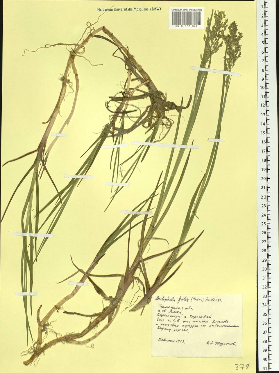 Dupontia fulva (Trin.) Röser & Tkach, Siberia, Western Siberia (S1) (Russia)