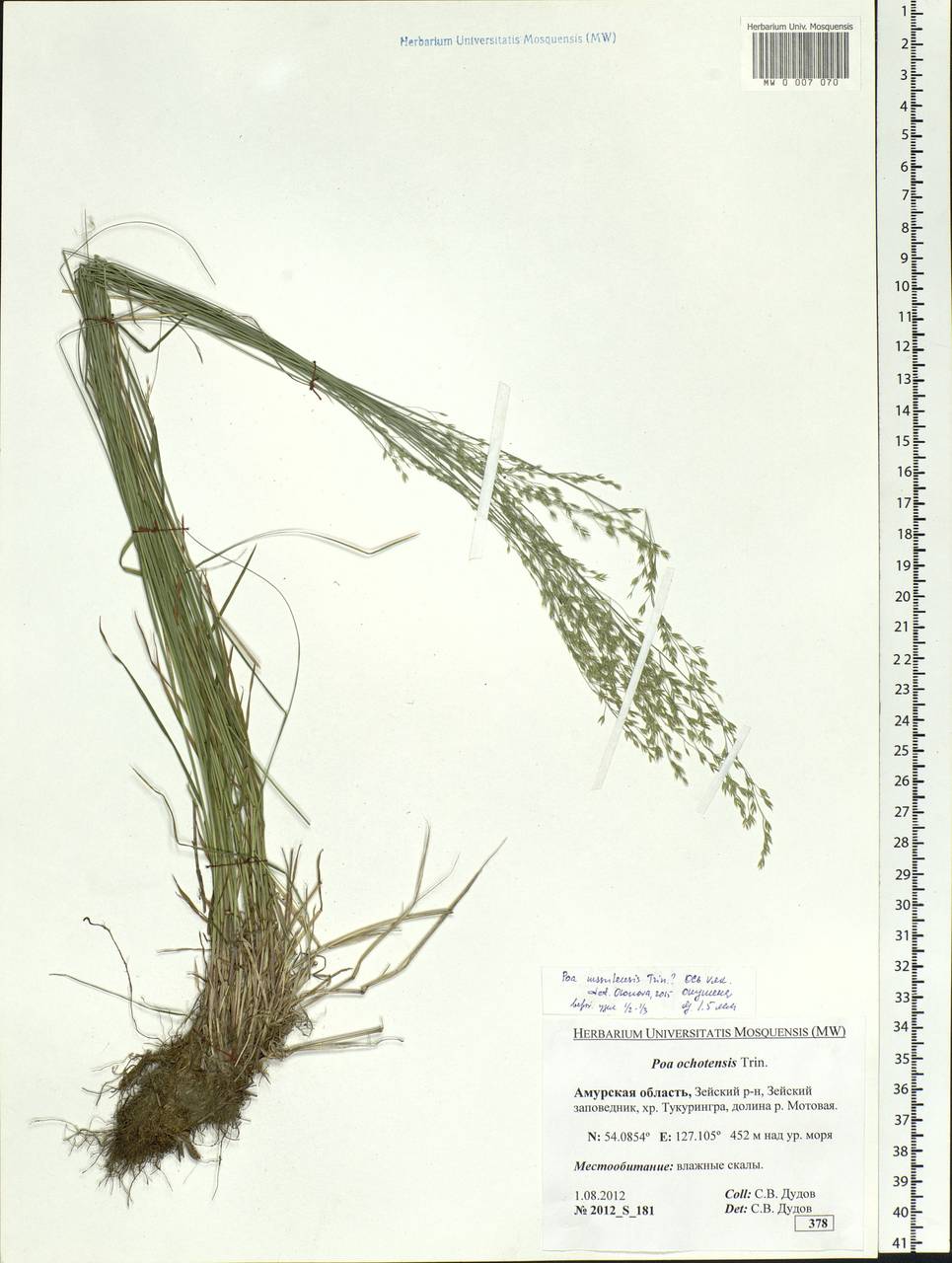 Poa urssulensis Trin., Siberia, Russian Far East (S6) (Russia)