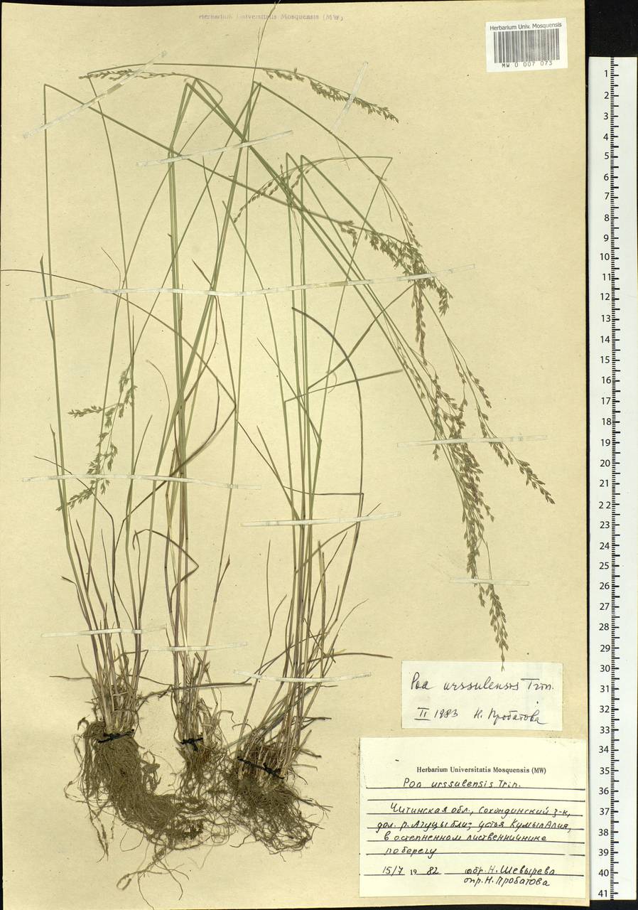 Poa urssulensis Trin., Siberia, Baikal & Transbaikal region (S4) (Russia)