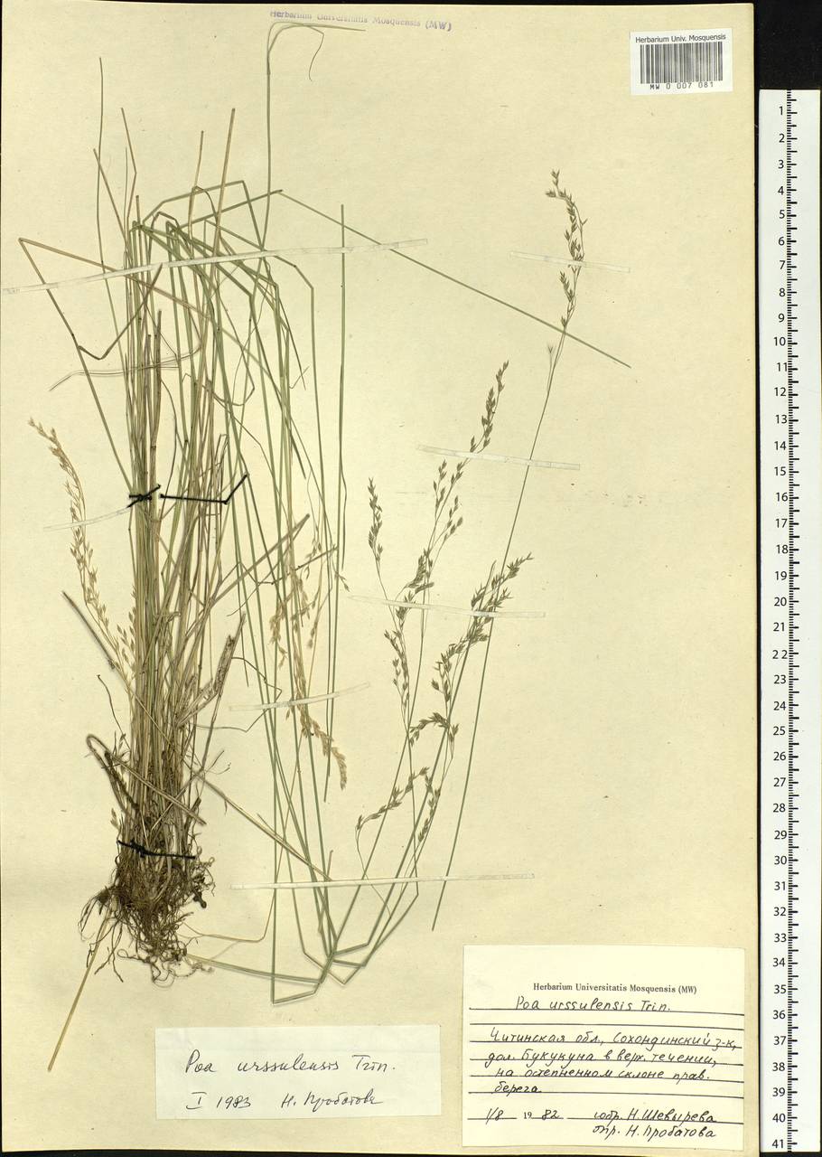 Poa urssulensis Trin., Siberia, Baikal & Transbaikal region (S4) (Russia)