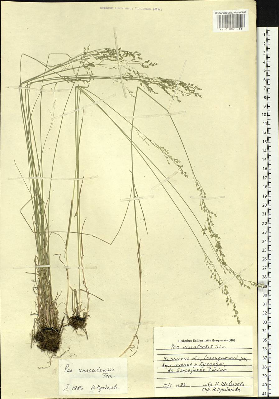Poa urssulensis Trin., Siberia, Baikal & Transbaikal region (S4) (Russia)