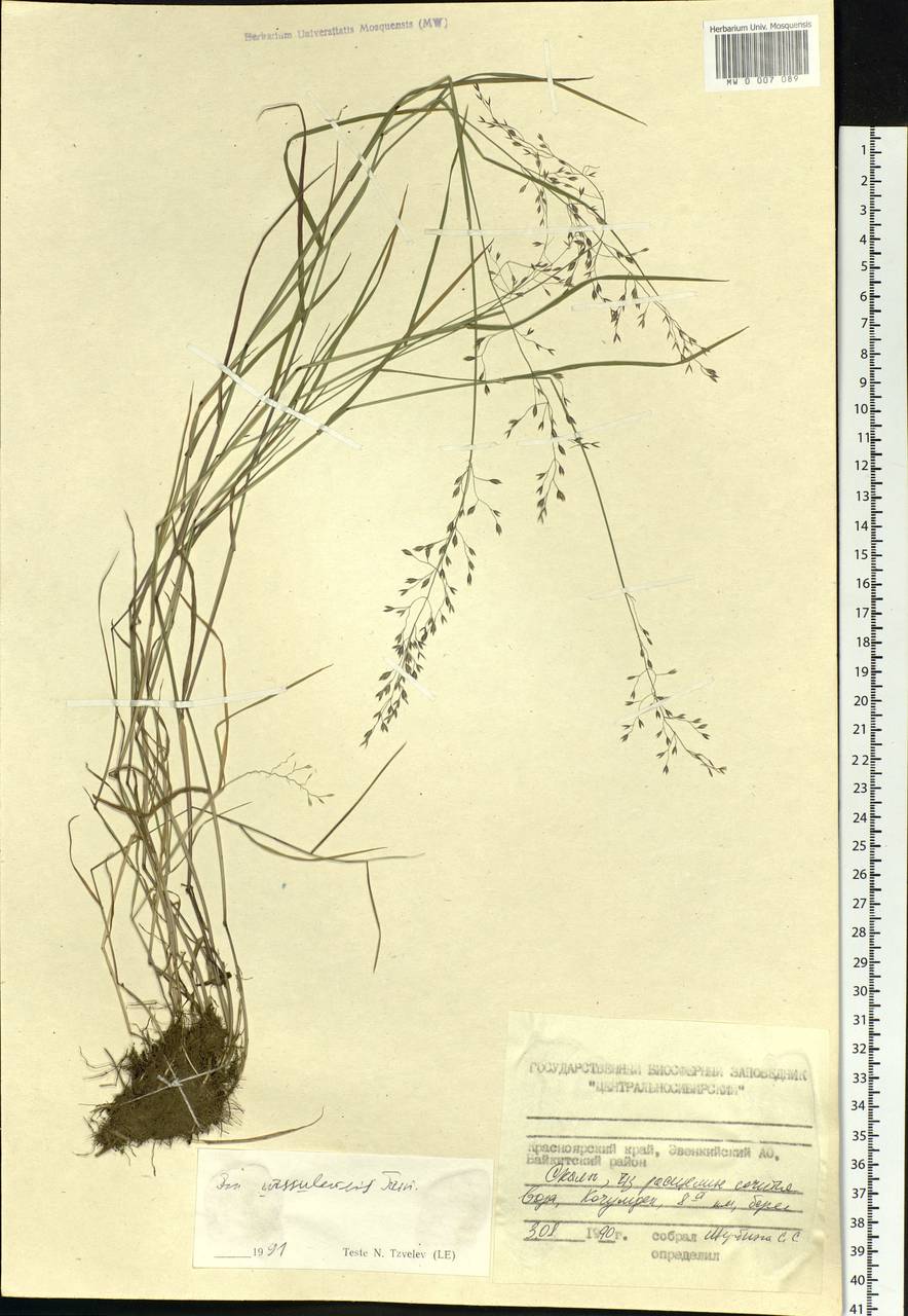 Poa urssulensis Trin., Siberia, Central Siberia (S3) (Russia)