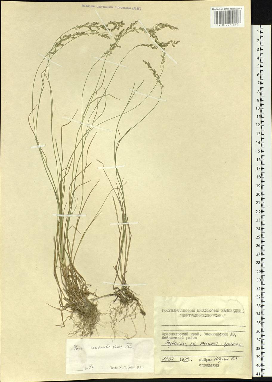 Poa urssulensis Trin., Siberia, Central Siberia (S3) (Russia)