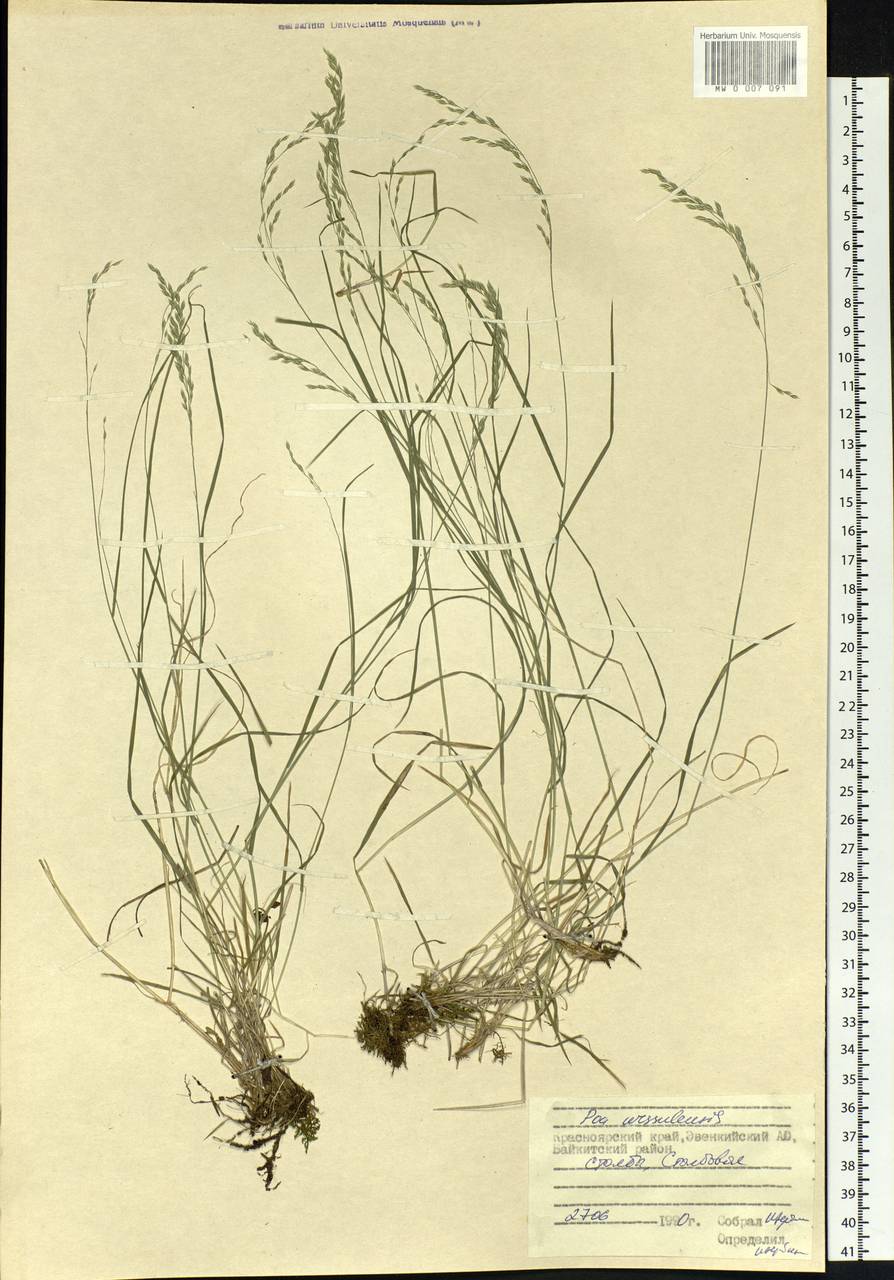 Poa urssulensis Trin., Siberia, Central Siberia (S3) (Russia)