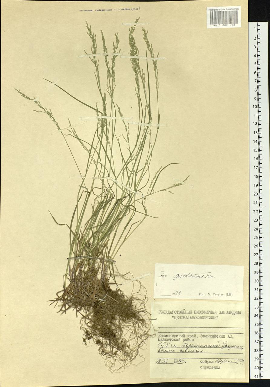 Poa urssulensis Trin., Siberia, Central Siberia (S3) (Russia)