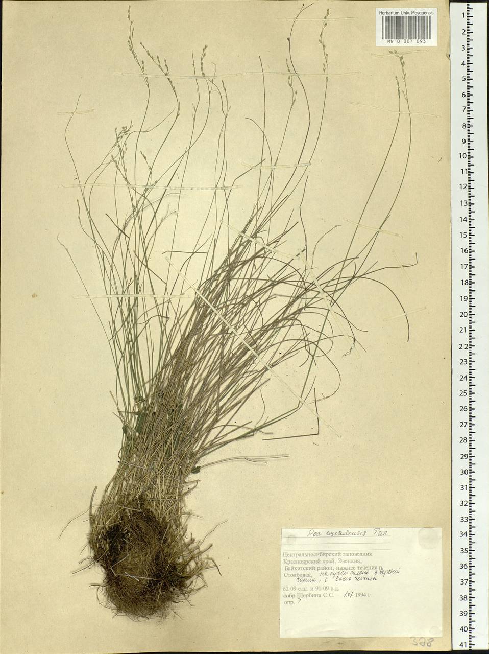 Poa urssulensis Trin., Siberia, Central Siberia (S3) (Russia)