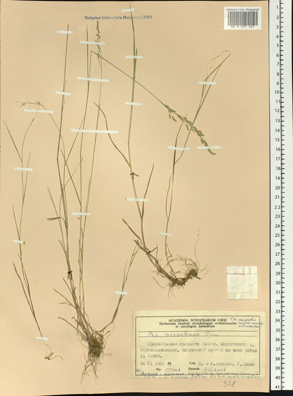 Poa urssulensis Trin., Siberia, Central Siberia (S3) (Russia)