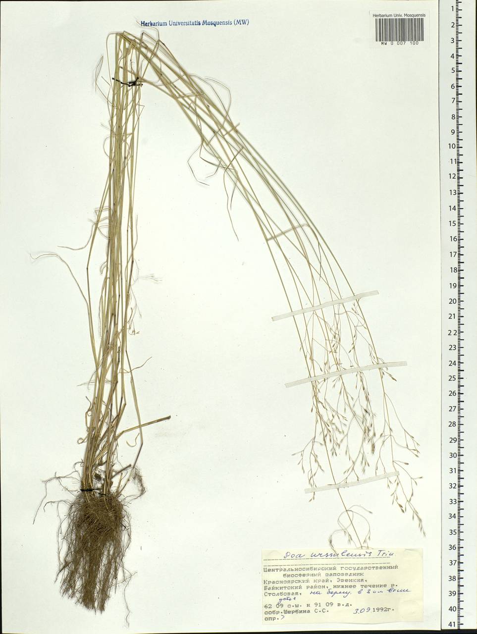 Poa urssulensis Trin., Siberia, Central Siberia (S3) (Russia)