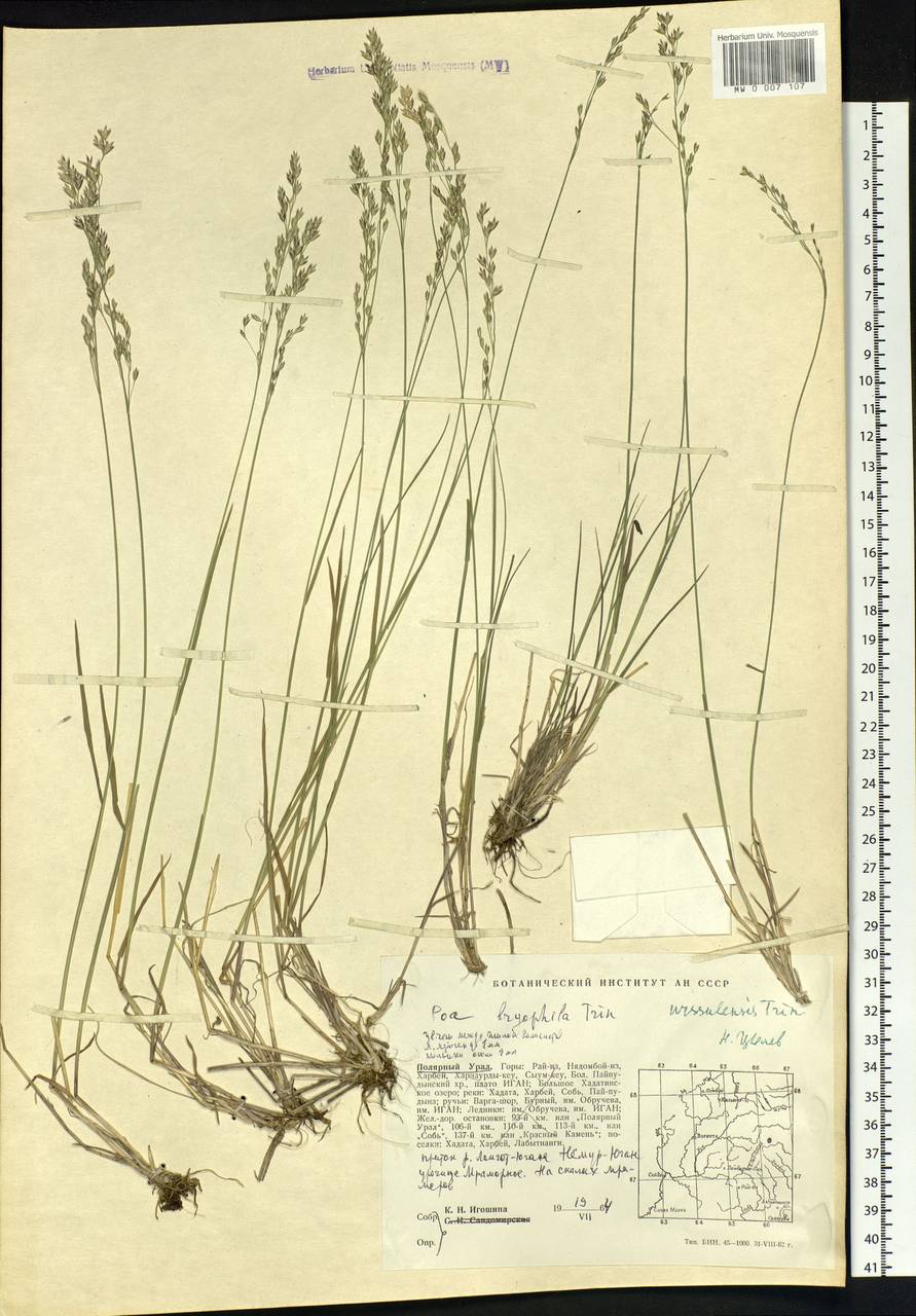 Poa urssulensis Trin., Siberia, Western Siberia (S1) (Russia)