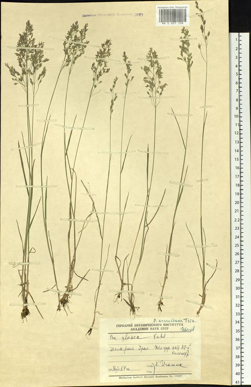 Poa urssulensis Trin., Siberia, Western Siberia (S1) (Russia)