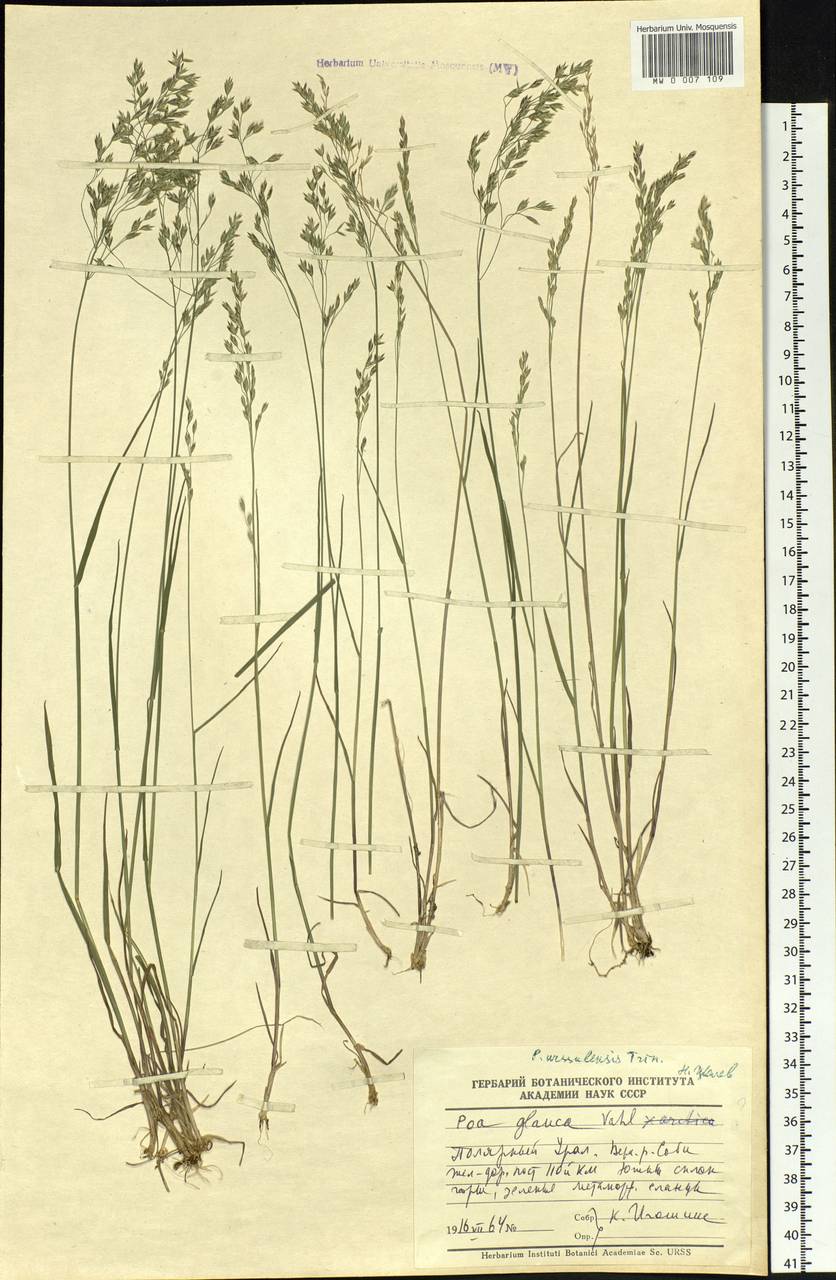 Poa urssulensis Trin., Siberia, Western Siberia (S1) (Russia)