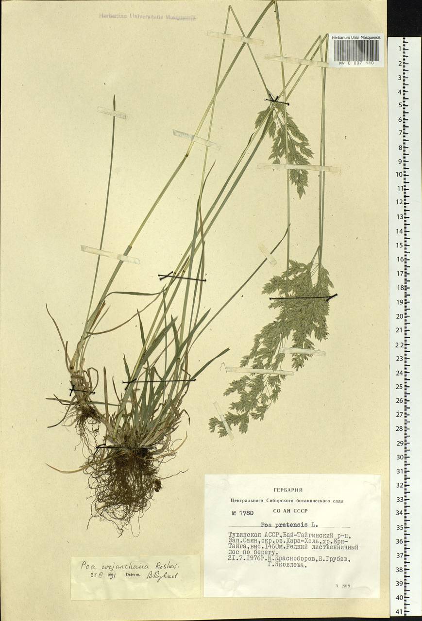 Poa pratensis L., Siberia, Altai & Sayany Mountains (S2) (Russia)