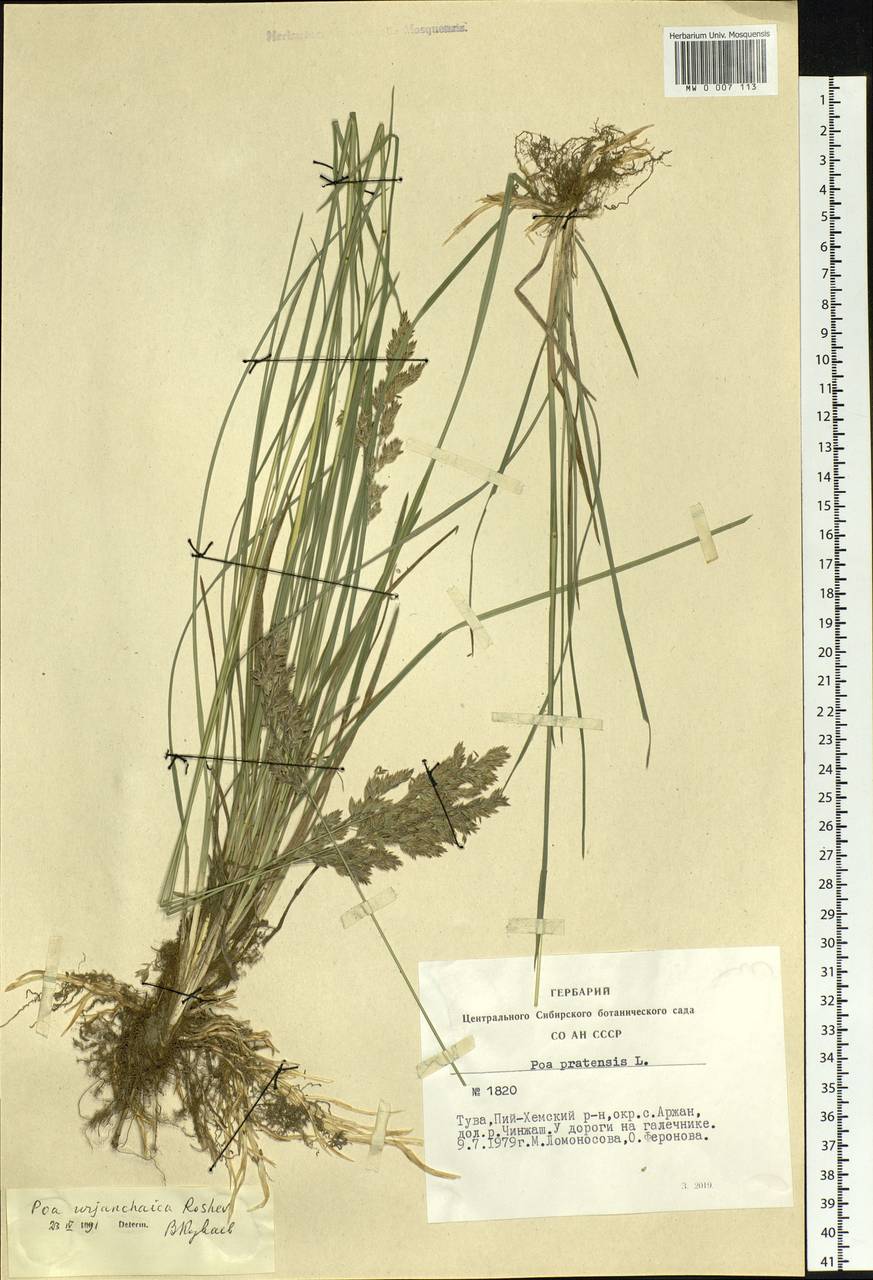 Poa pratensis L., Siberia, Altai & Sayany Mountains (S2) (Russia)