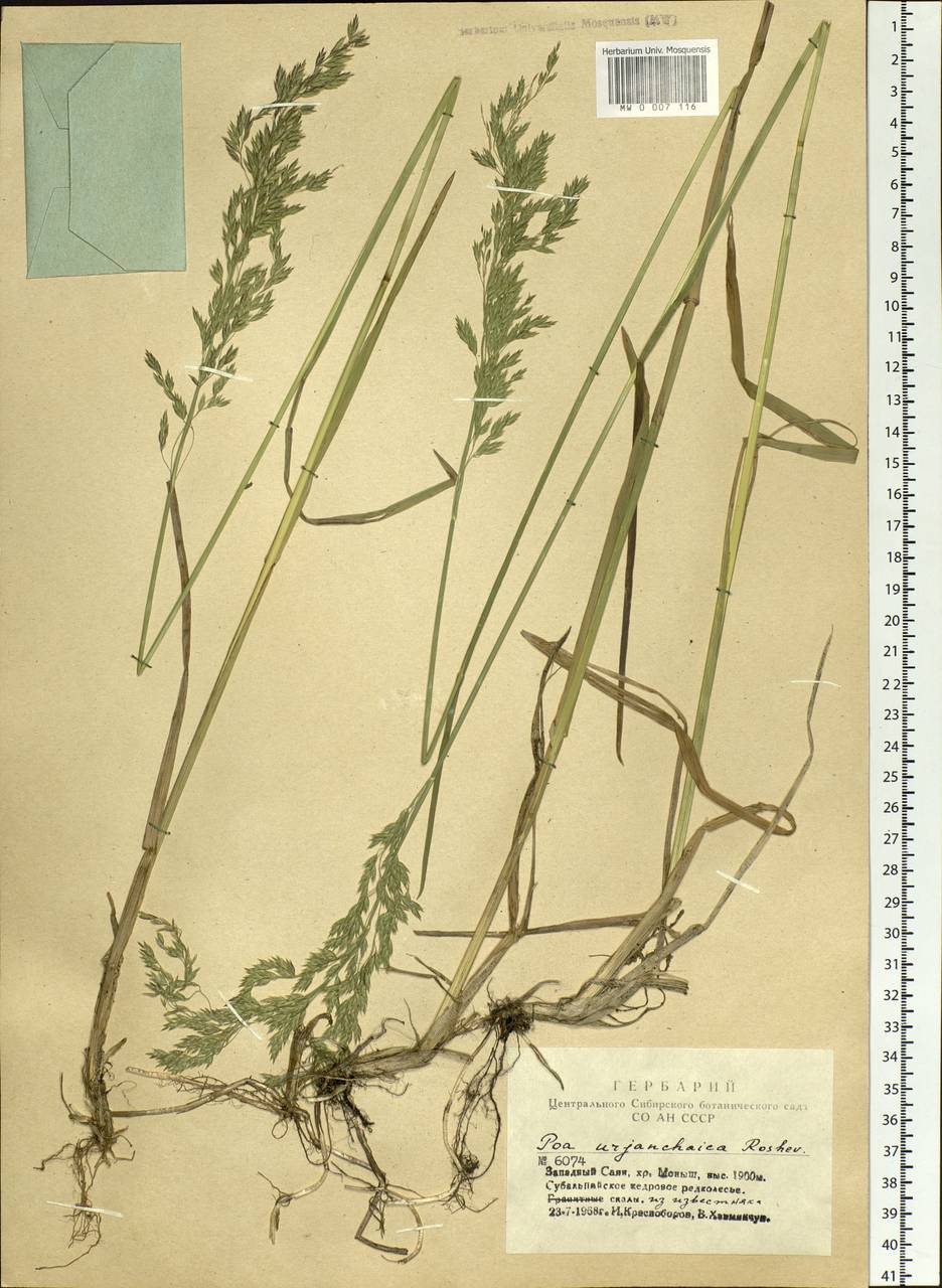 Poa pratensis L., Siberia, Altai & Sayany Mountains (S2) (Russia)