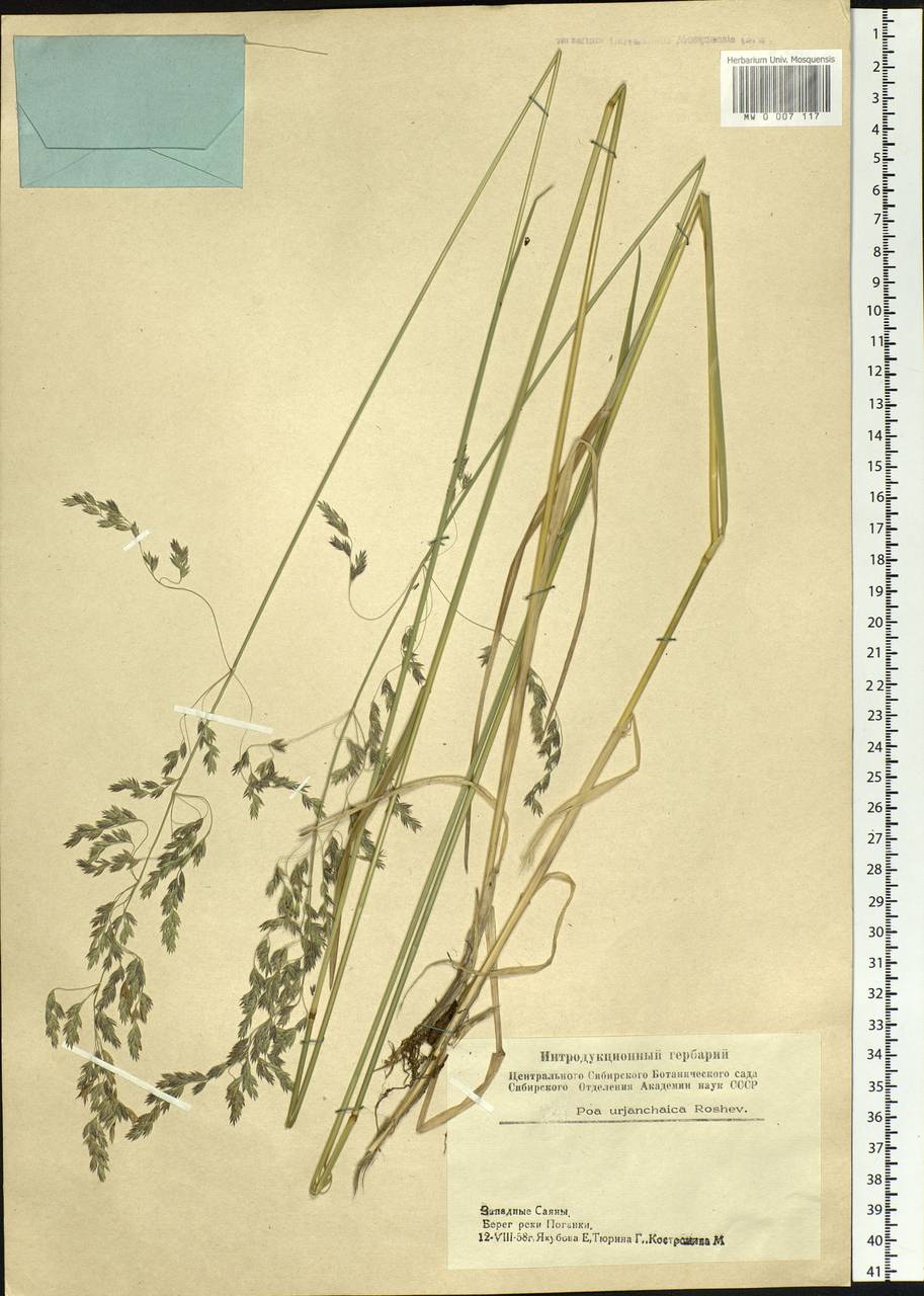 Poa pratensis L., Siberia, Altai & Sayany Mountains (S2) (Russia)