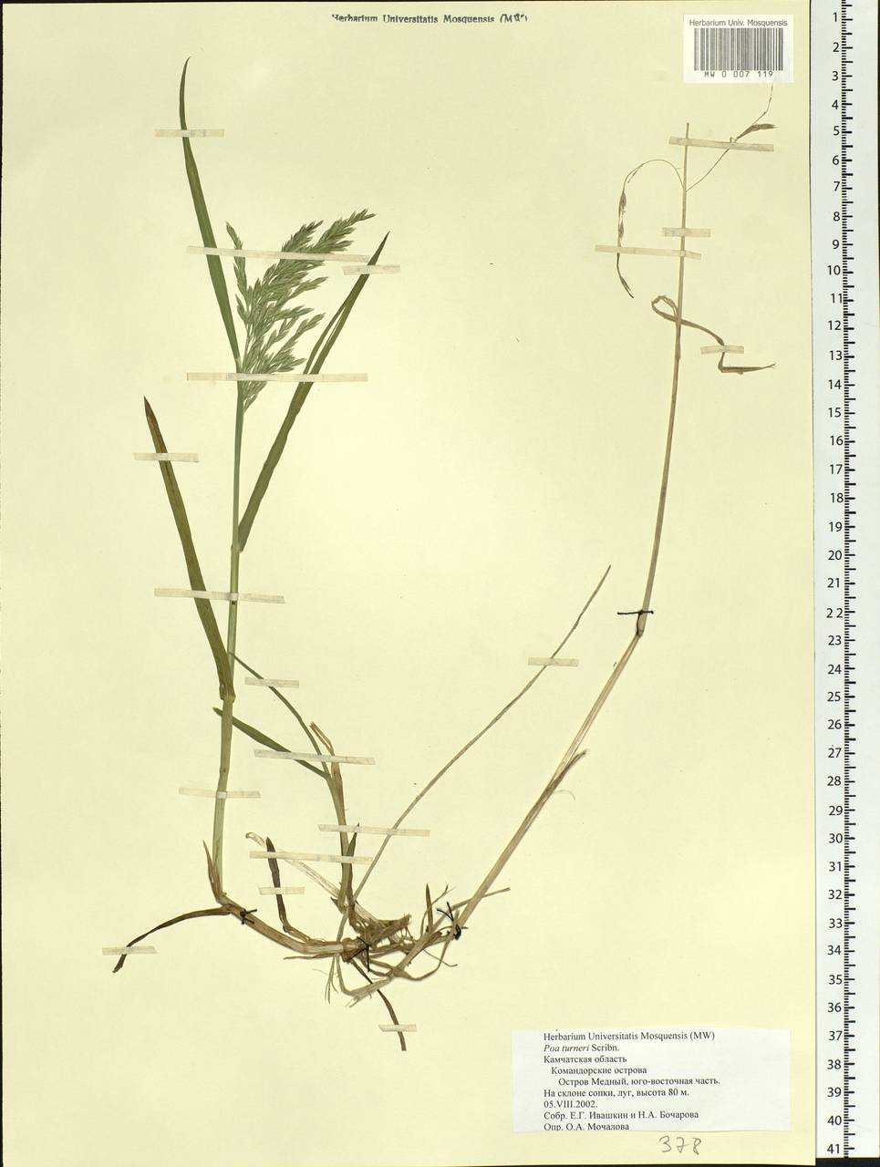 Poa macrocalyx Trautv. & C.A.Mey., Siberia, Chukotka & Kamchatka (S7) (Russia)