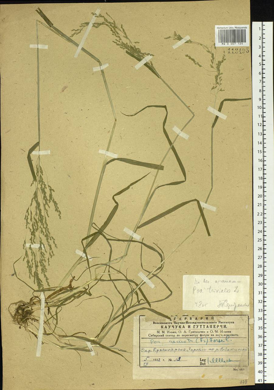 Poa trivialis L., Siberia, Central Siberia (S3) (Russia)