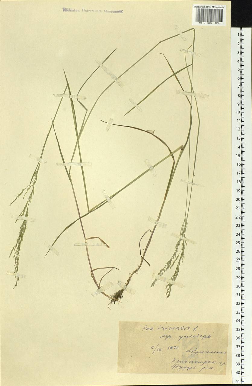 Poa trivialis L., Siberia, Central Siberia (S3) (Russia)