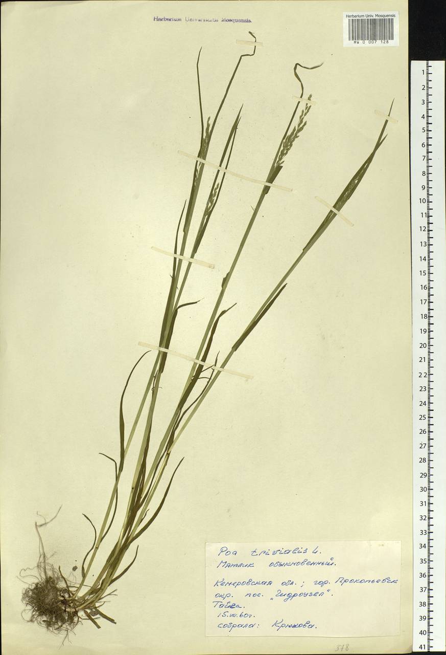 Poa trivialis L., Siberia, Altai & Sayany Mountains (S2) (Russia)