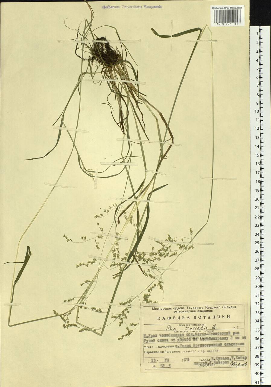 Poa trivialis L., Eastern Europe, Eastern region (E10) (Russia)