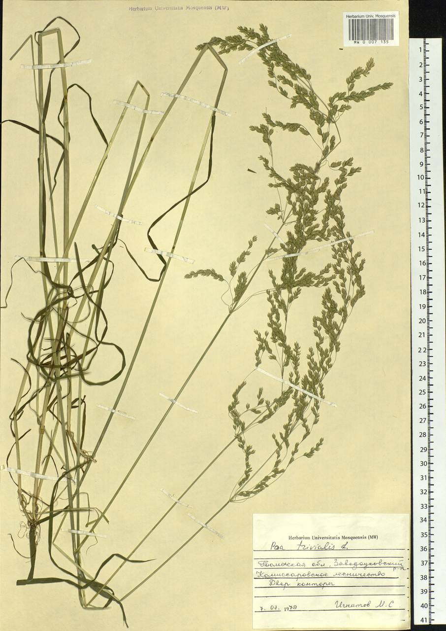 Poa trivialis L., Siberia, Western Siberia (S1) (Russia)