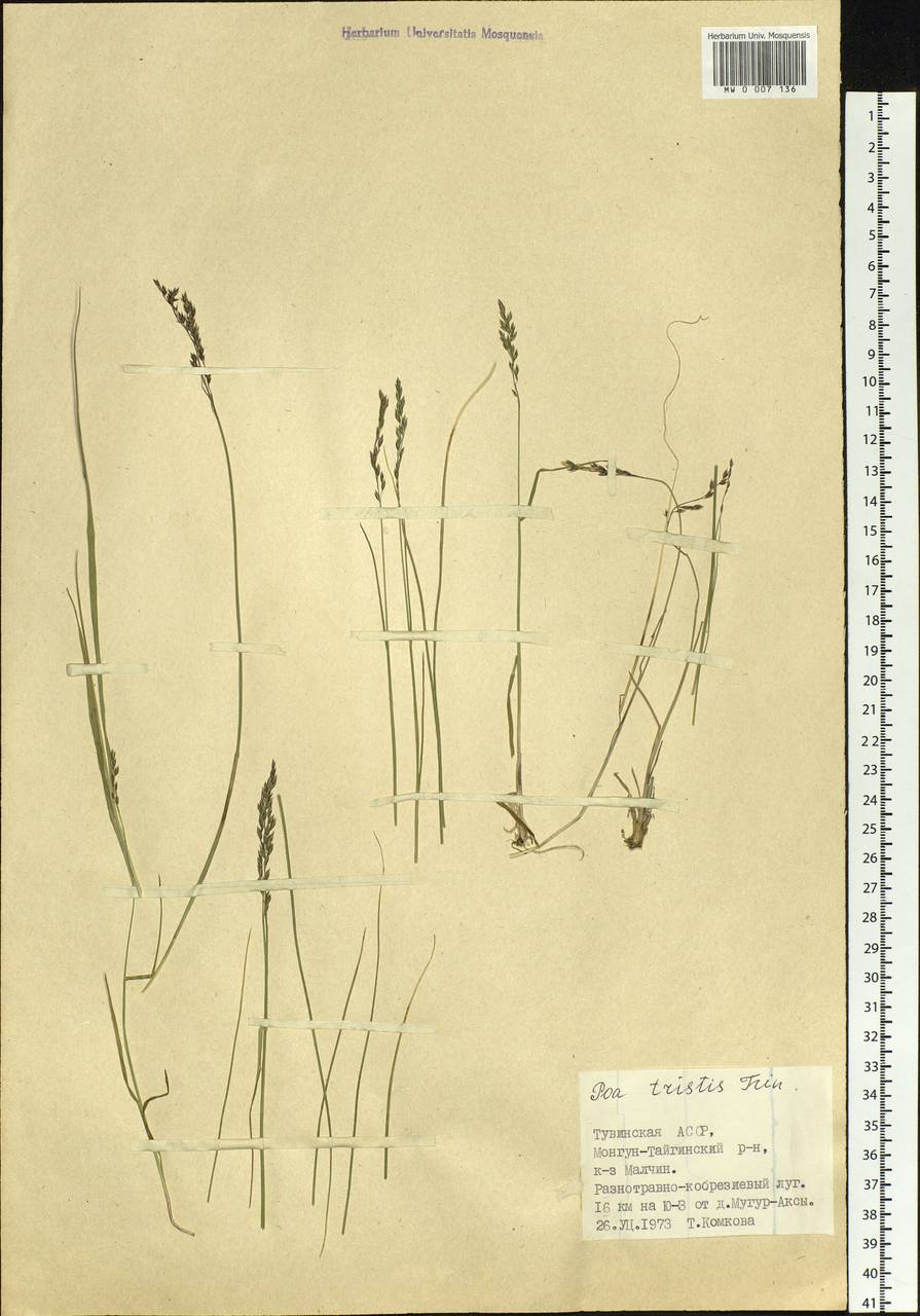 Poa glauca subsp. altaica (Trin.) Olonova & G.H.Zhu, Siberia, Altai & Sayany Mountains (S2) (Russia)