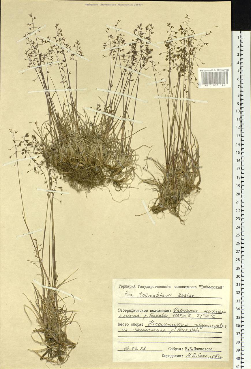Poa tolmatchewii Roshev., Siberia, Central Siberia (S3) (Russia)