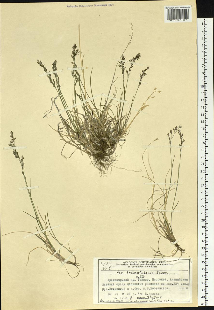 Poa tolmatchewii Roshev., Siberia, Central Siberia (S3) (Russia)