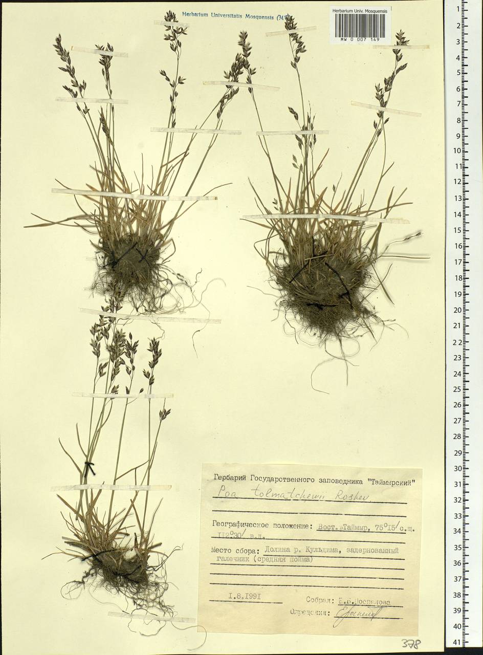 Poa tolmatchewii Roshev., Siberia, Central Siberia (S3) (Russia)