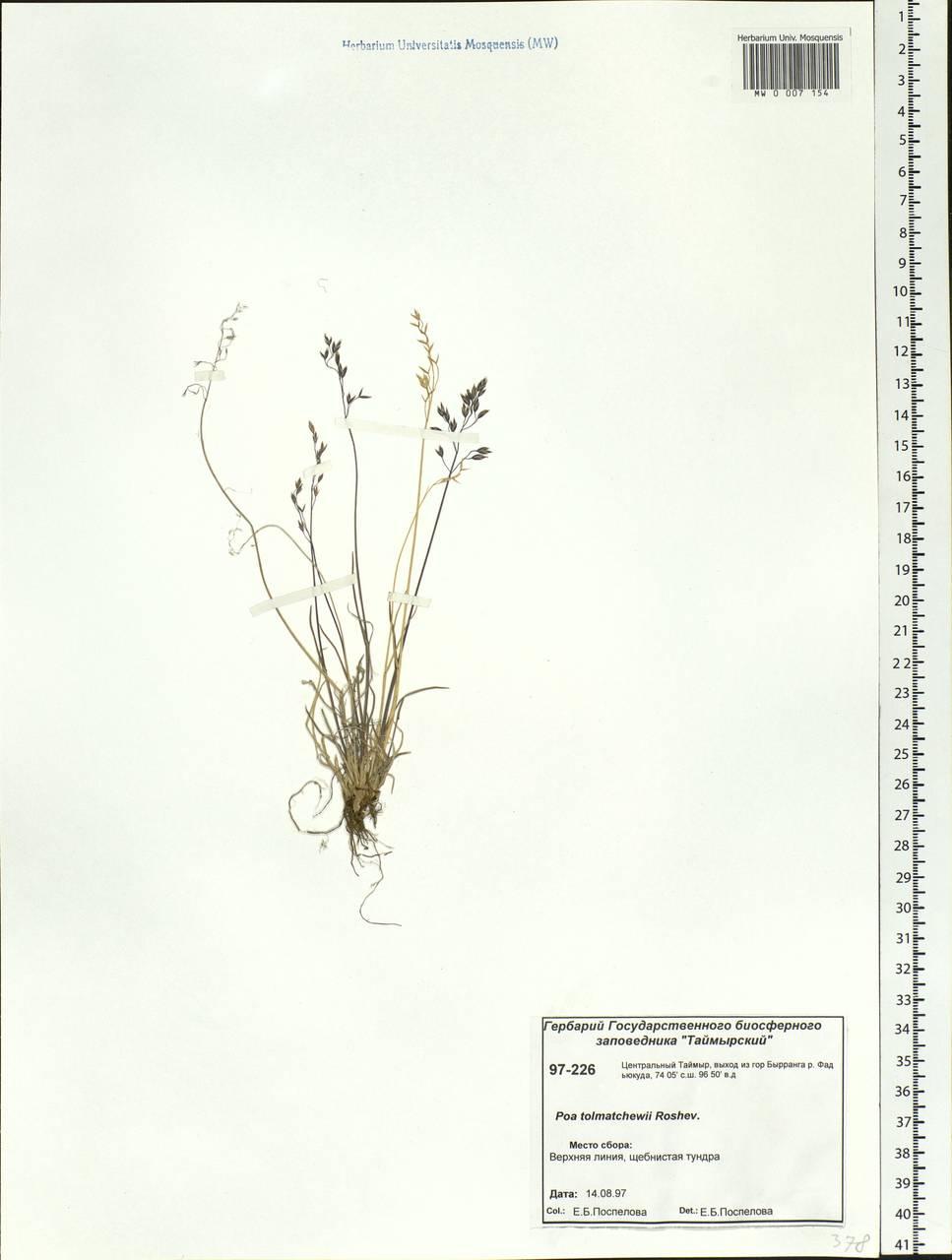 Poa tolmatchewii Roshev., Siberia, Central Siberia (S3) (Russia)