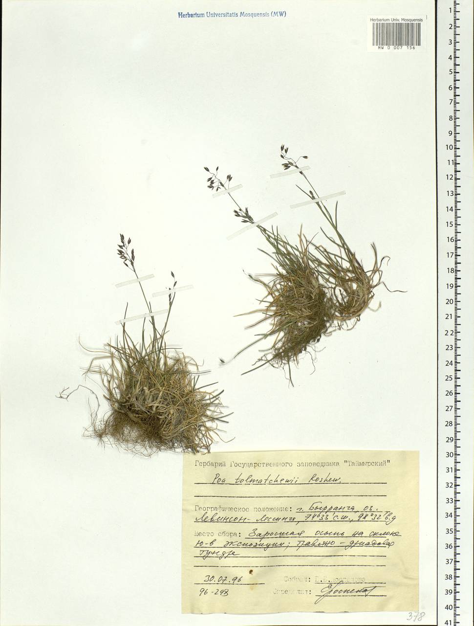 Poa tolmatchewii Roshev., Siberia, Central Siberia (S3) (Russia)