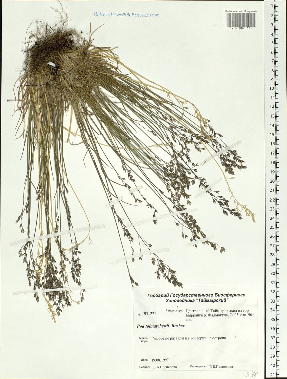 Poa tolmatchewii Roshev., Siberia, Central Siberia (S3) (Russia)