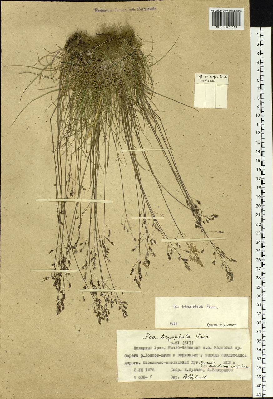 Poa tolmatchewii Roshev., Siberia, Western Siberia (S1) (Russia)